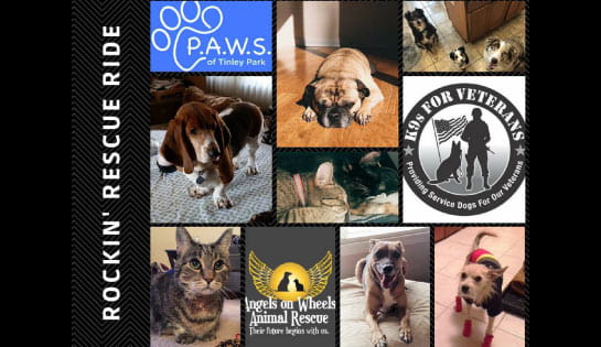 Collage of pet photos submitted to raise money for the Rockin' Rescue Ride.